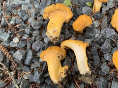 Cantharellus enelensis
