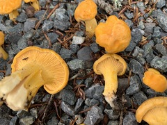 Cantharellus enelensis