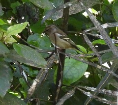 Fringilla coelebs gengleri