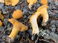 Cantharellus enelensis