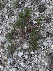 Stillingia texana