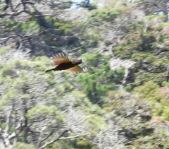 Nestor meridionalis septentrionalis