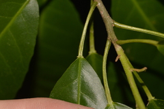 Croton verreauxii