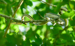 Leptophis mexicanus