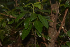 Croton verreauxii