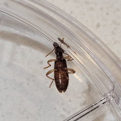 Cymatodera undulata