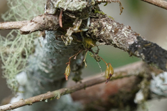 Dendrophylax porrectus