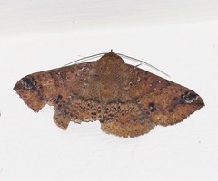 Ericeia inangulata