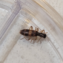 Cymatodera undulata
