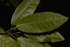 Croton verreauxii