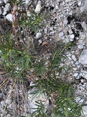 Stillingia texana