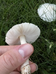 Amanita smithiana