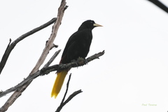 Psarocolius decumanus
