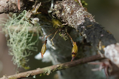 Dendrophylax porrectus