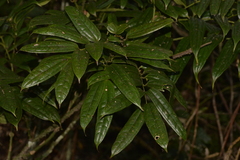 Ripogonum discolor