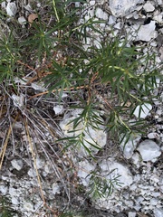 Stillingia texana