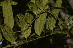 Ripogonum discolor