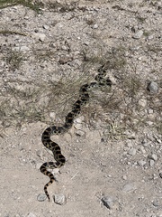 Pituophis deppei