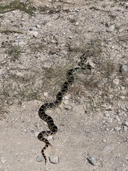 Pituophis deppei