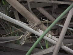 Stenocercus modestus