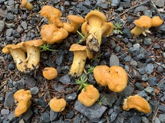 Cantharellus enelensis