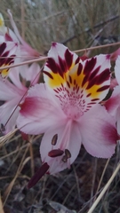 Alstroemeria pulchra
