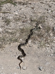 Pituophis deppei
