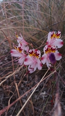 Alstroemeria pulchra
