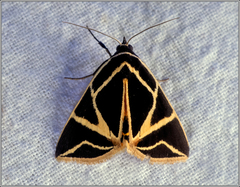 Agamana sarmentosa