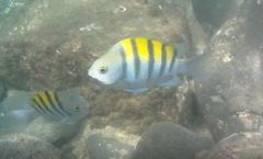 Abudefduf troschelii