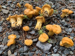 Cantharellus enelensis