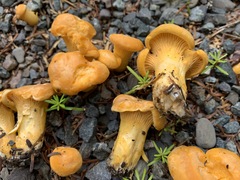 Cantharellus enelensis