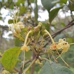 Clerodendrum tomentosum