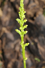 Microtis parviflora