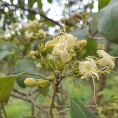 Clerodendrum tomentosum