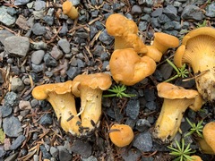 Cantharellus enelensis