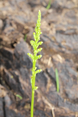 Microtis parviflora