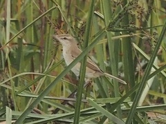 Acrocephalus orientalis