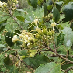 Clerodendrum tomentosum