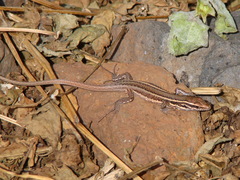 Gallotia caesaris gomerae