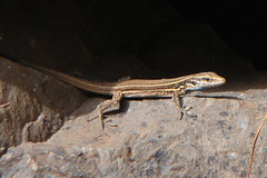 Gallotia caesaris gomerae