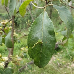 Clerodendrum tomentosum