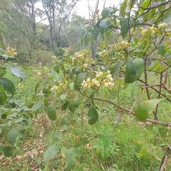 Clerodendrum tomentosum