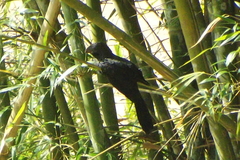Crotophaga ani