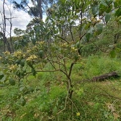 Clerodendrum tomentosum