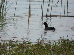 Fulica rufifrons
