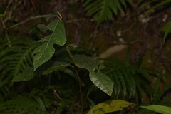 Ficus fraseri