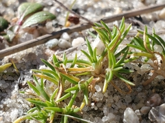 Sagina procumbens