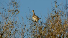 Tympanuchus phasianellus