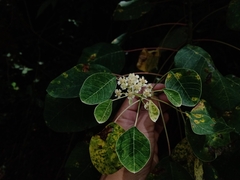 Euphorbia cotinifolia